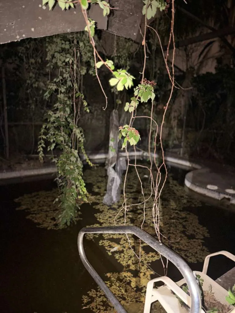 Vines hanging inside a damaged structure