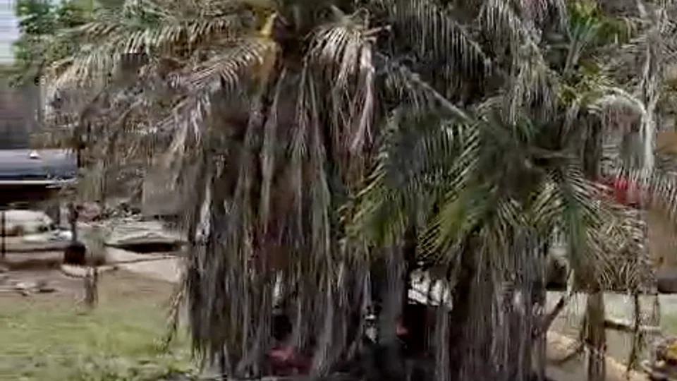 Árvores e vegetação fora de uma propriedade
